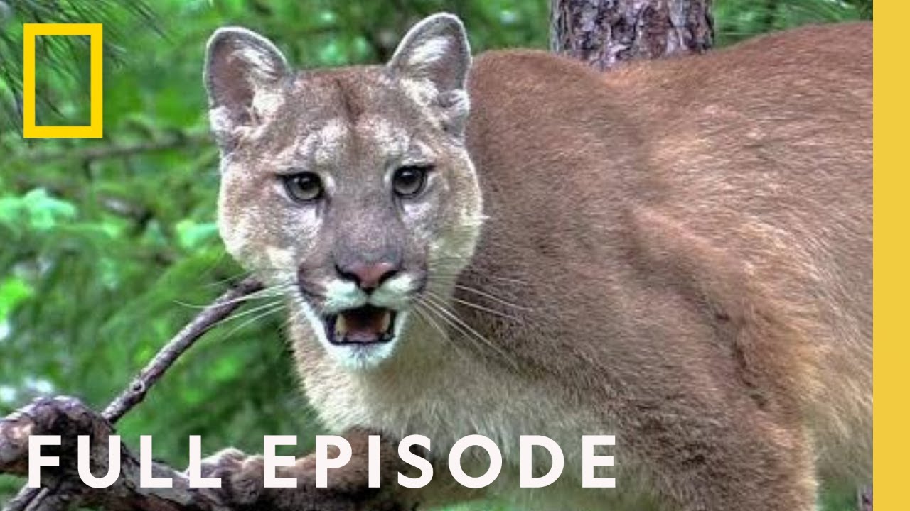 Featured image for Wildlife Adventure Warnings: Staying Safe During Encounters with Wild Animals