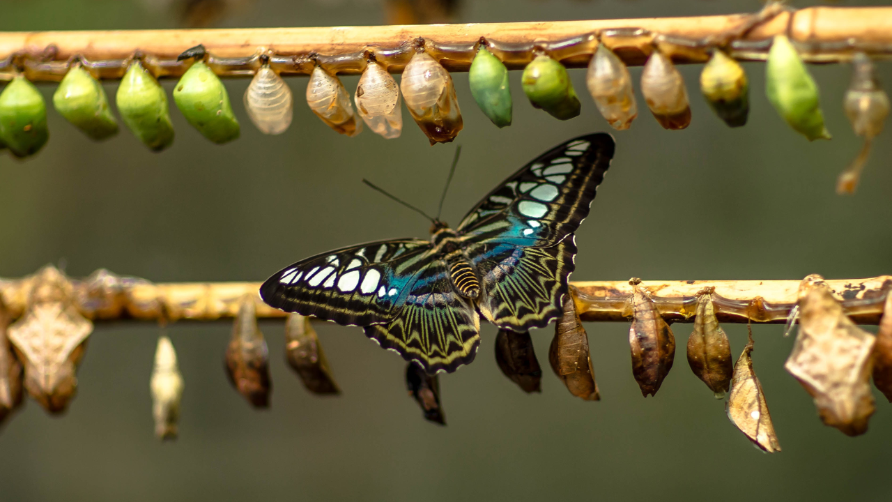 Featured image for The Snobbery Factor in Luxury Travel: Navigating Pretentious Environments