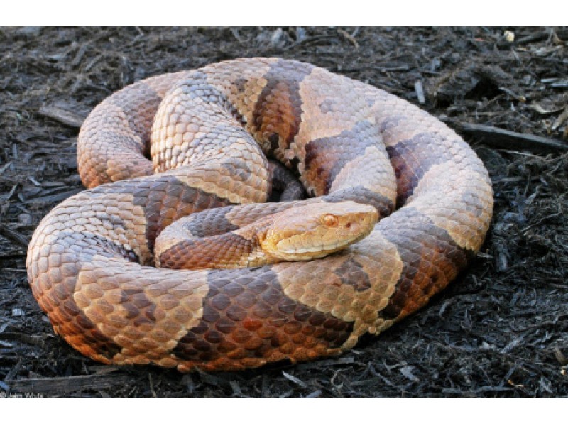 Featured image for Wildlife Encounters Gone Wrong in the Outdoors: Staying Safe Around Animals