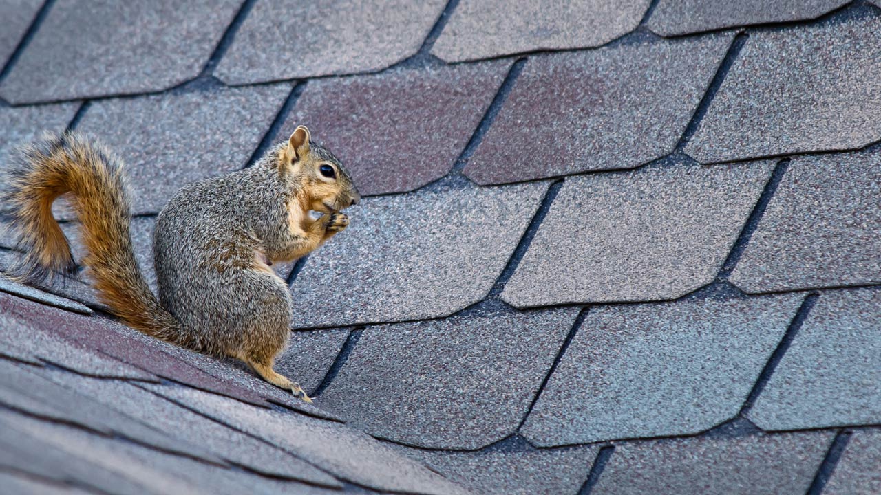 Featured image for Dealing with Wildlife Damaging Your Gear or Food in the Outdoors
