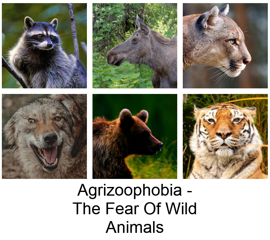 Featured image for Overcoming the Fear of Wild Animals Encountered in the Outdoors