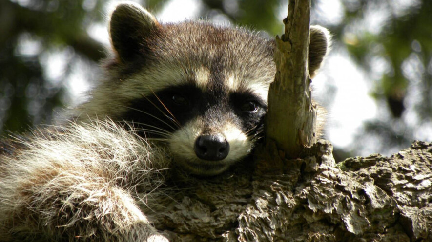 Content image for Overcoming the Fear of Wild Animals Encountered in the Outdoors